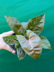 Syngonium 'Berry’