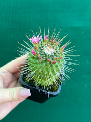 Mammillaria spinosissima cv ‘Spike’