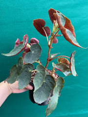 Begonia ubrici (species)