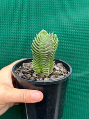 Crassula Buddah’s Temple NEW