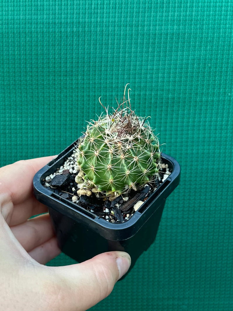 Thelocactus setaspinus