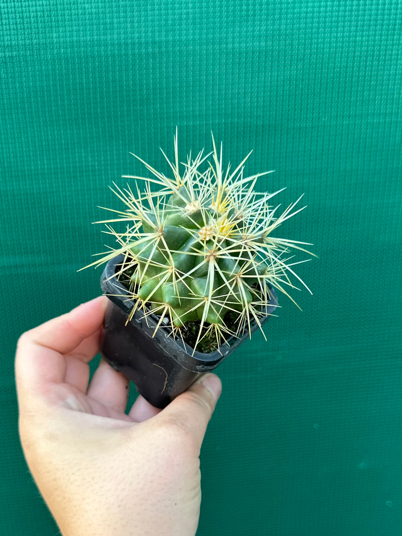 Golden Barrel Cactus