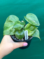 Philodendron Heart-leaf Variegated