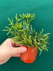 Rhipsalis Teres f. Prismatica NEW