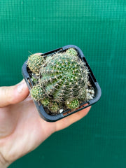 Lobivia arachnacantha (yellow form)