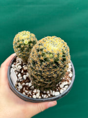 Mammillaria NEW