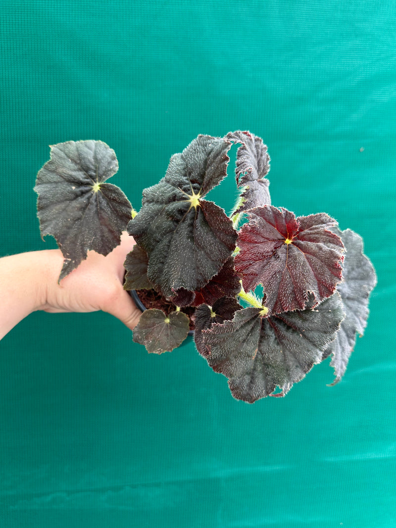 Begonia ‘Velvet’