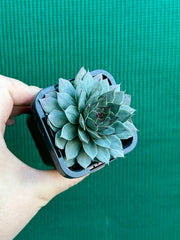 Sempervivum ‘Grey Lady’