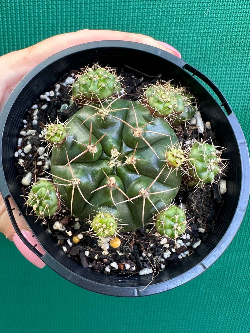 Glymnocalycium anistsii f. compacta