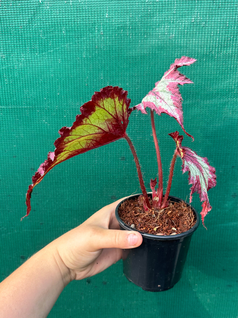 Begonia ‘Ring of Fire’