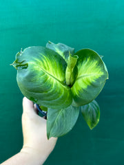 Dieffenbachia ‘Marianne’