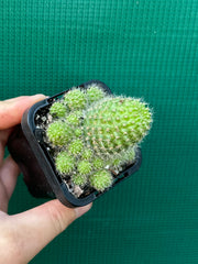 Rebutia pulvinosa (orange)