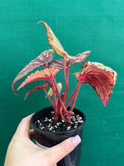 Begonia ‘Hot Pink Spotty’ NEW