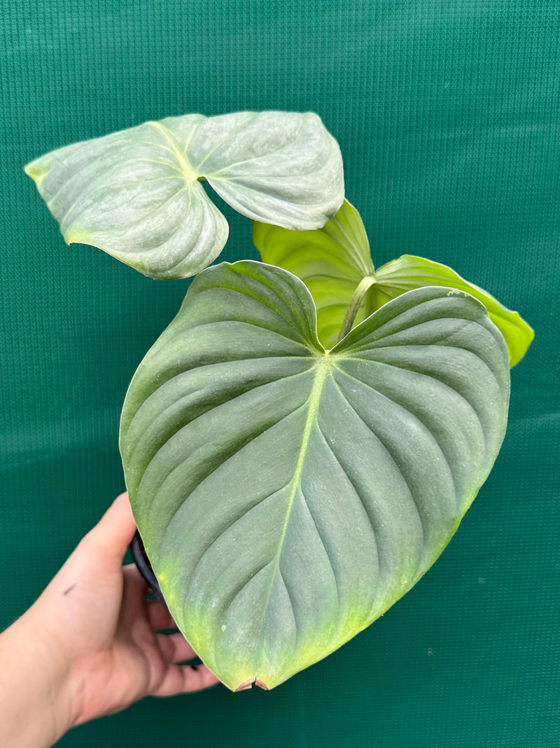 Philodendron ‘Pastazanum x Gloriosum’