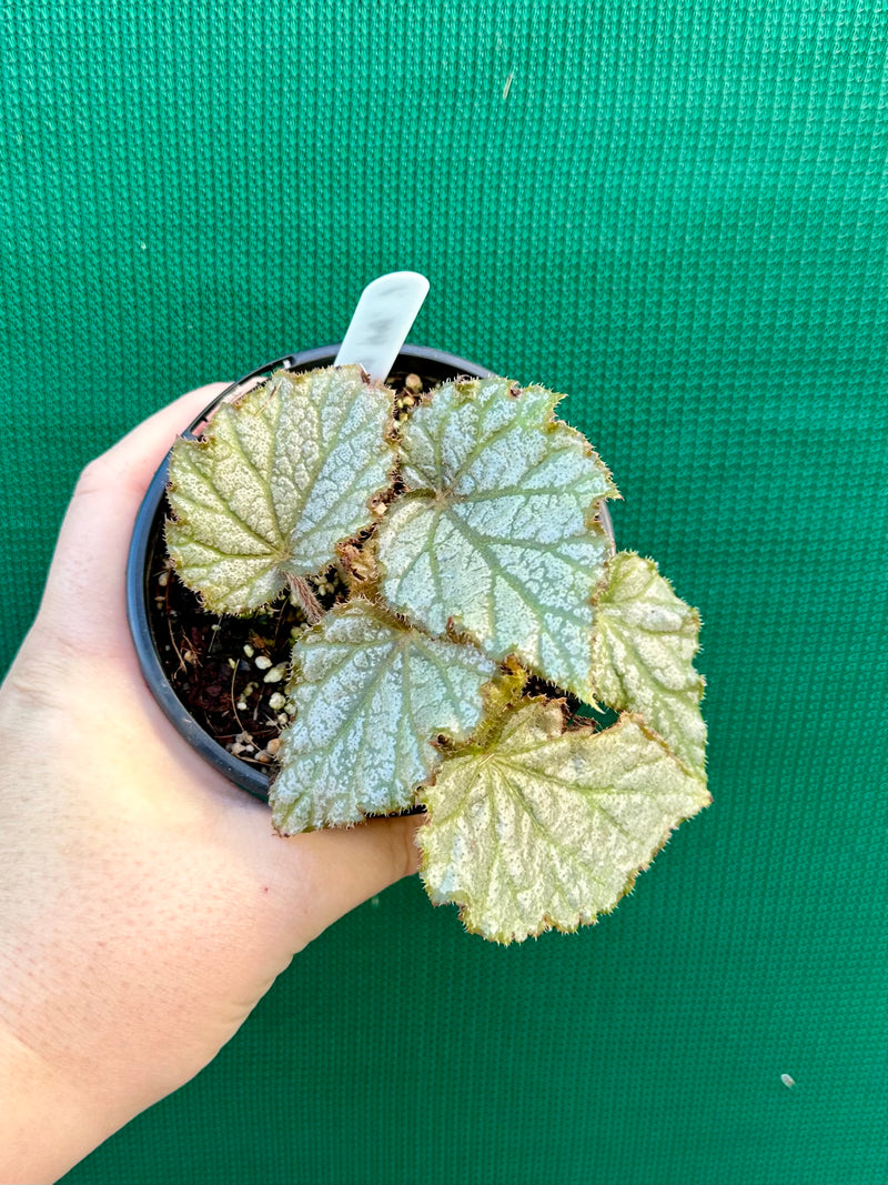 Begonia ‘Dots Choice’