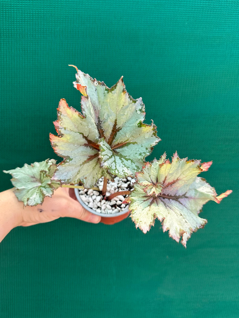 Begonia NOID 65 NEW