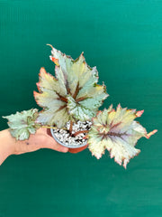 Begonia NOID 65 NEW