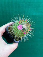 Mammillaria spinosissima cv ‘Spike’