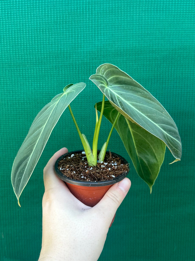 Philodendron Melanochrysum