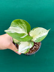 Epipremnum Aureum ‘Manjula