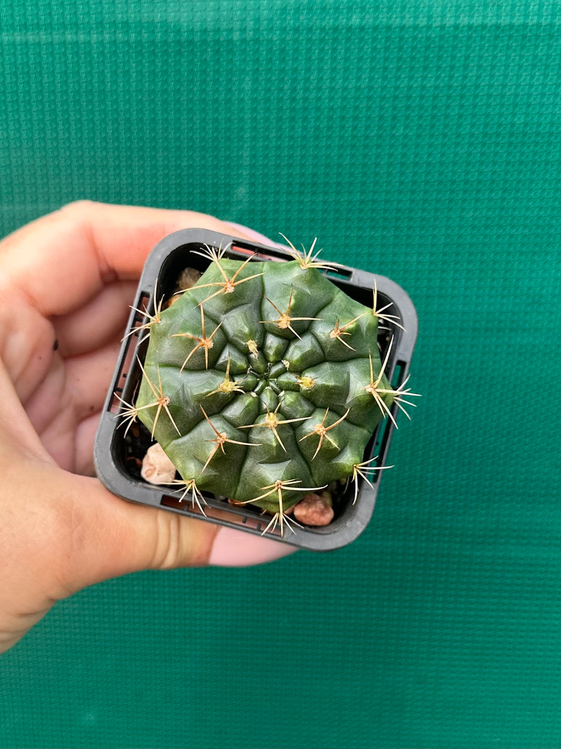 Glymnocalycium