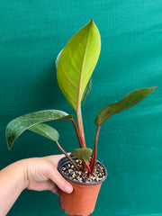 Philodendron ‘Rojo Congo’