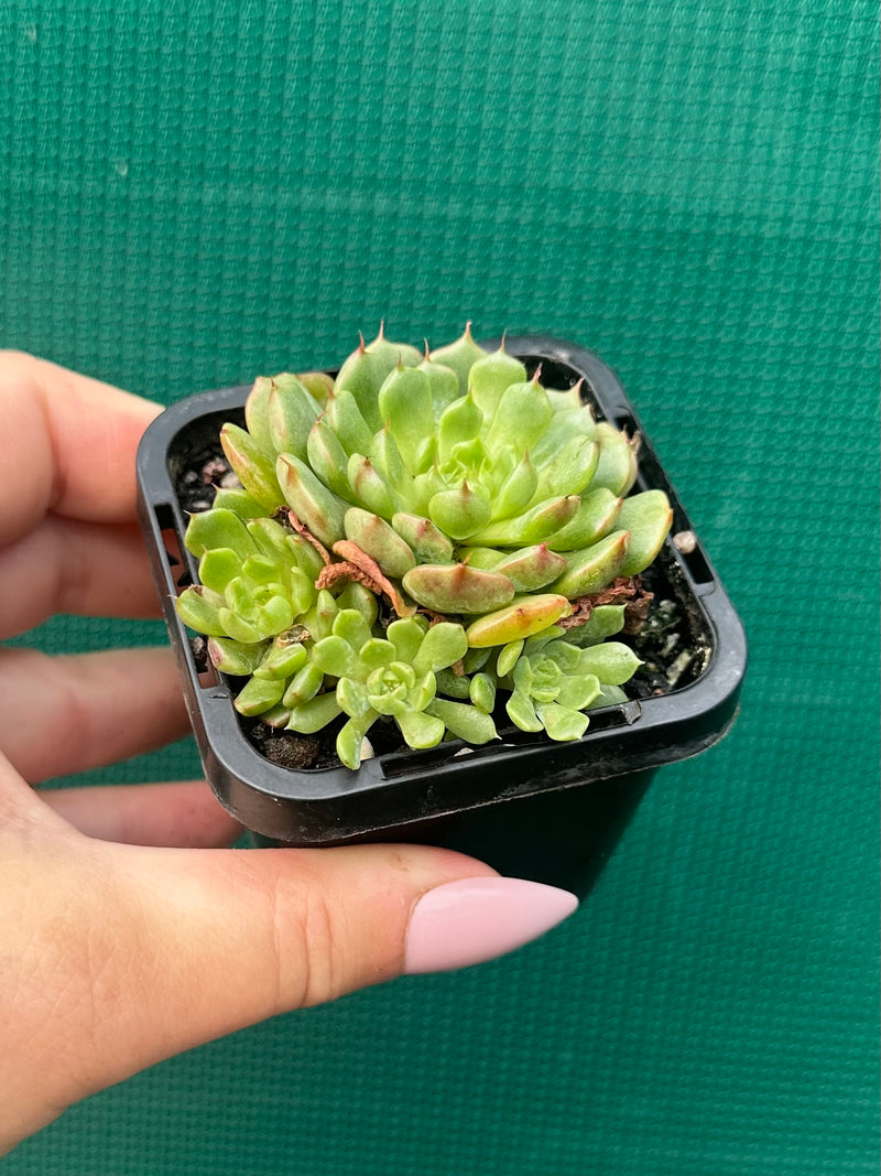 Echeveria ‘Minima White’