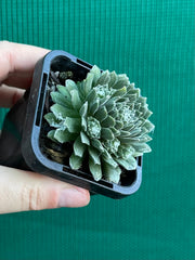 Sempervivum ‘Tiny Tots’