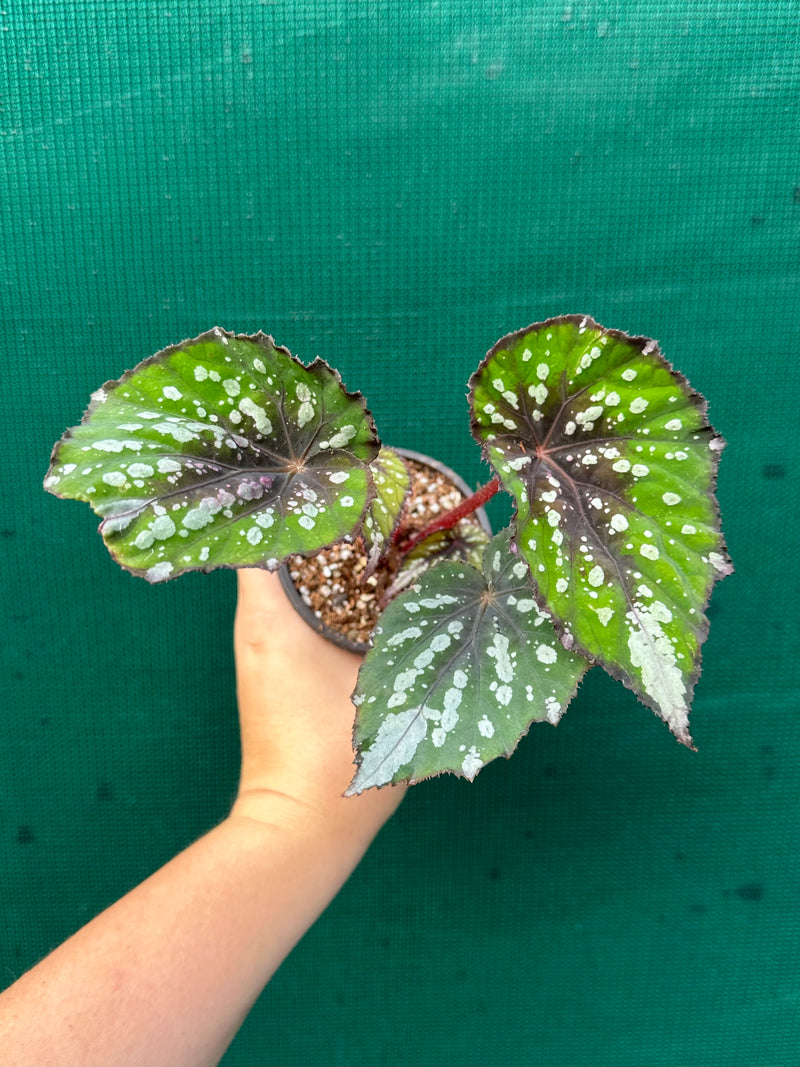 Begonia NOID 40 NEW