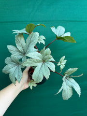 Begonia ‘Pollux’ NEW