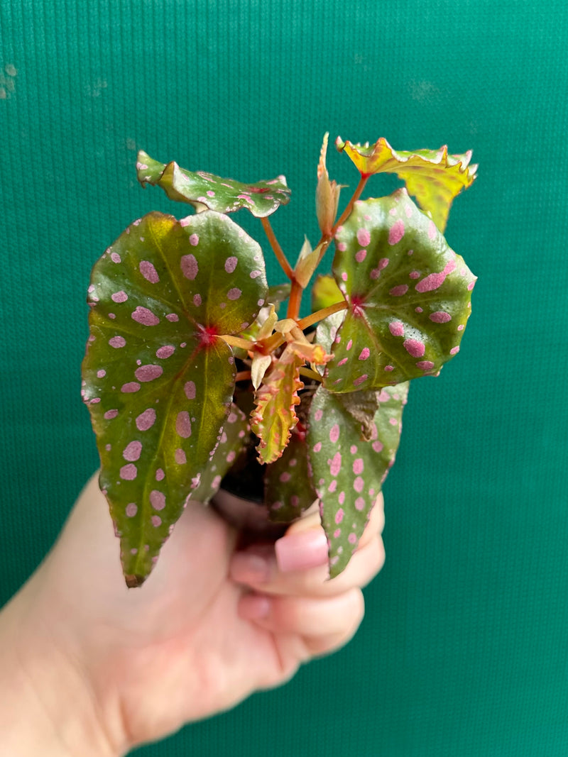 Begonia malachosticta NEW