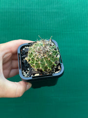 Thelocactus setaspinus