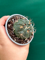 gymnocalycium (assorted)