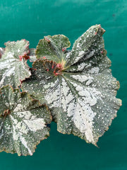 Begonia NOID 47 NEW