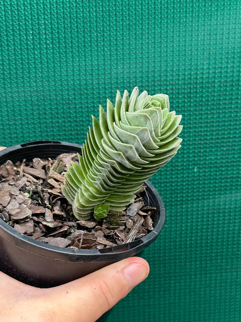 Crassula Buddah’s Temple NEW