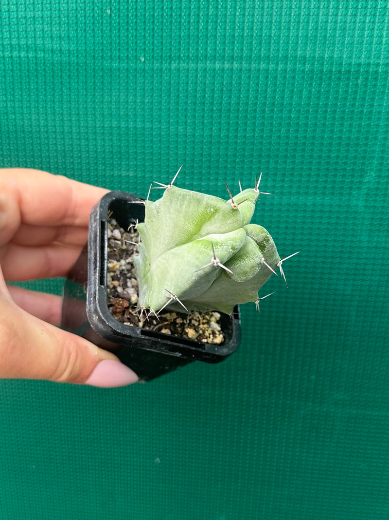 Grey Organ Pipe Cactus