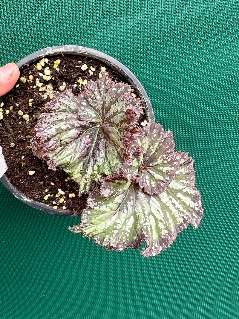 Begonia ‘Sun Seeker’ NEW