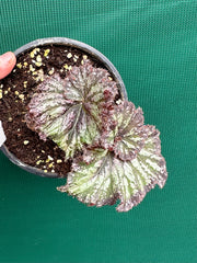 Begonia ‘Sun Seeker’ NEW