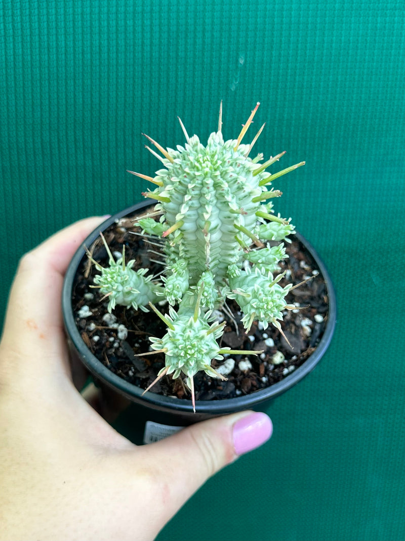 Euphorbia mammillaris variegata ‘Albino Corn Cob’