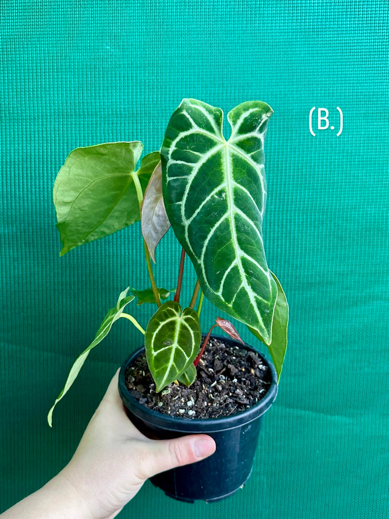 Anthurium Crystallinum x. Regale