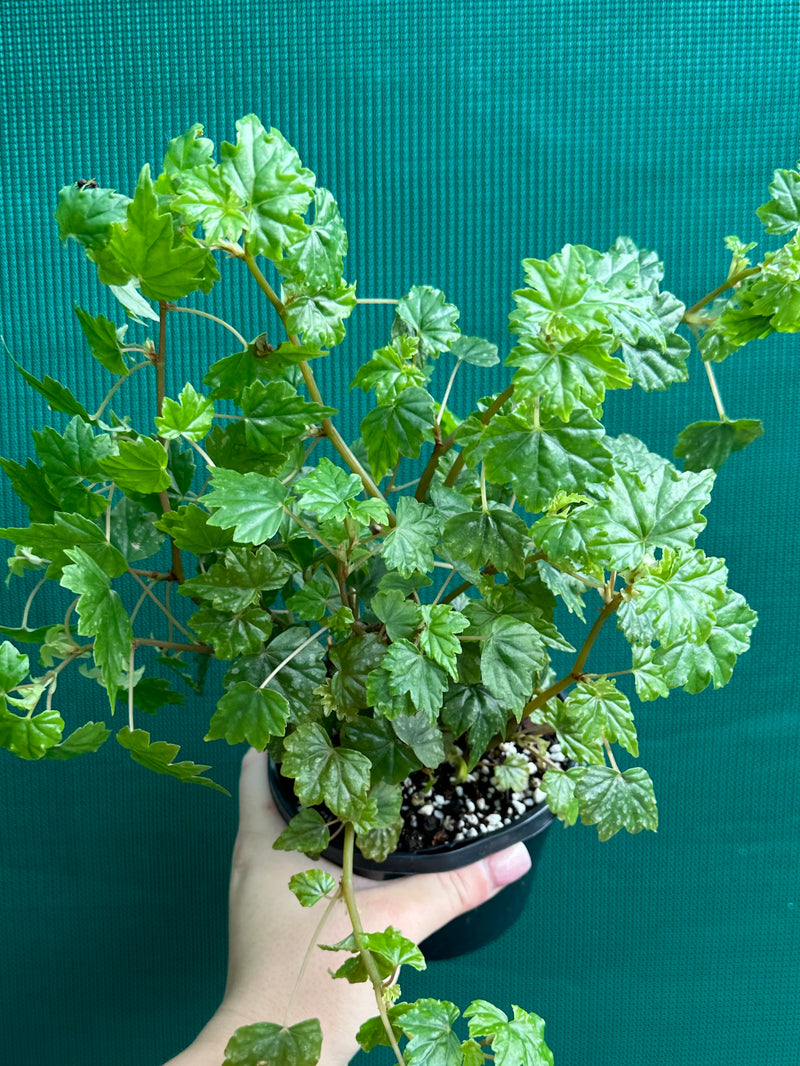 Begonia dregei NEW