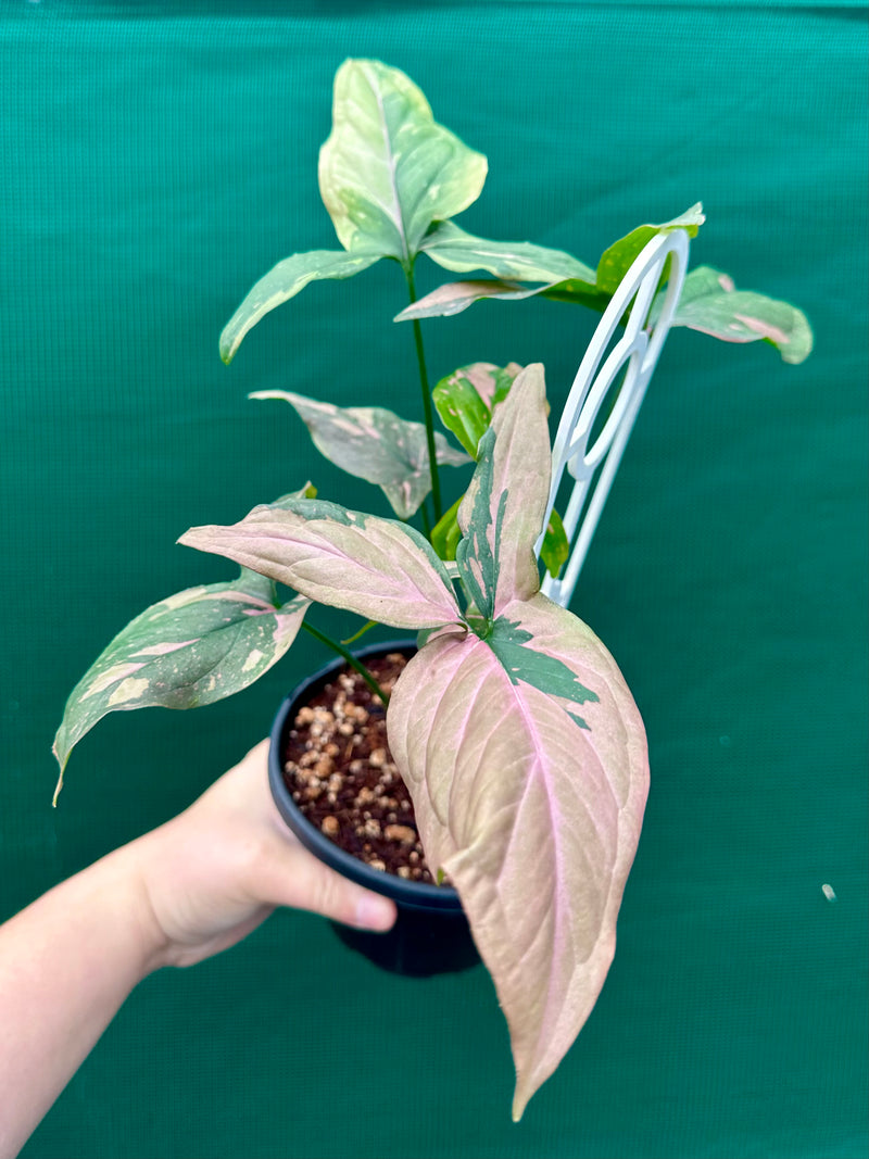 Syngonium ‘Red Spot’