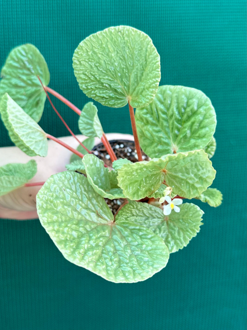 Begonia crispula