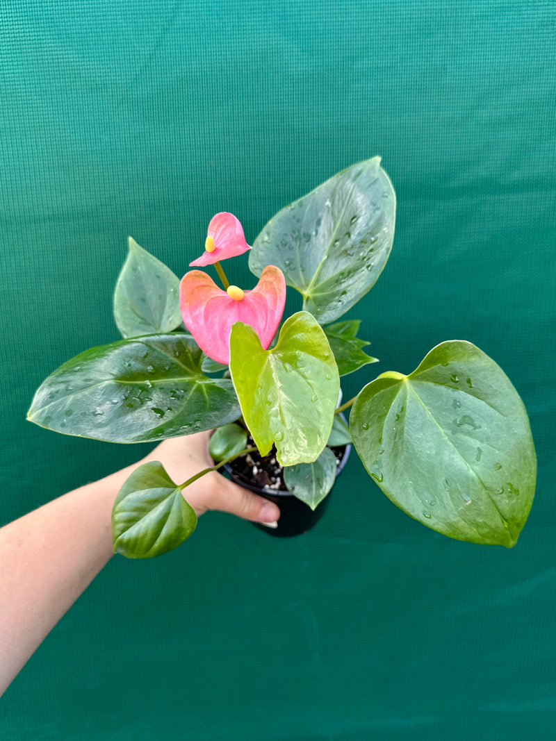 Anthurium NOID 3 NEW