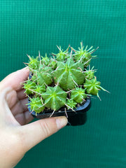 Euphorbia pulvinata