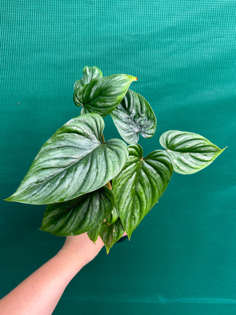 Philodendron Plowmanii ‘Narrow Form’