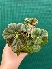 Begonia ‘Firey Comet’ NEW