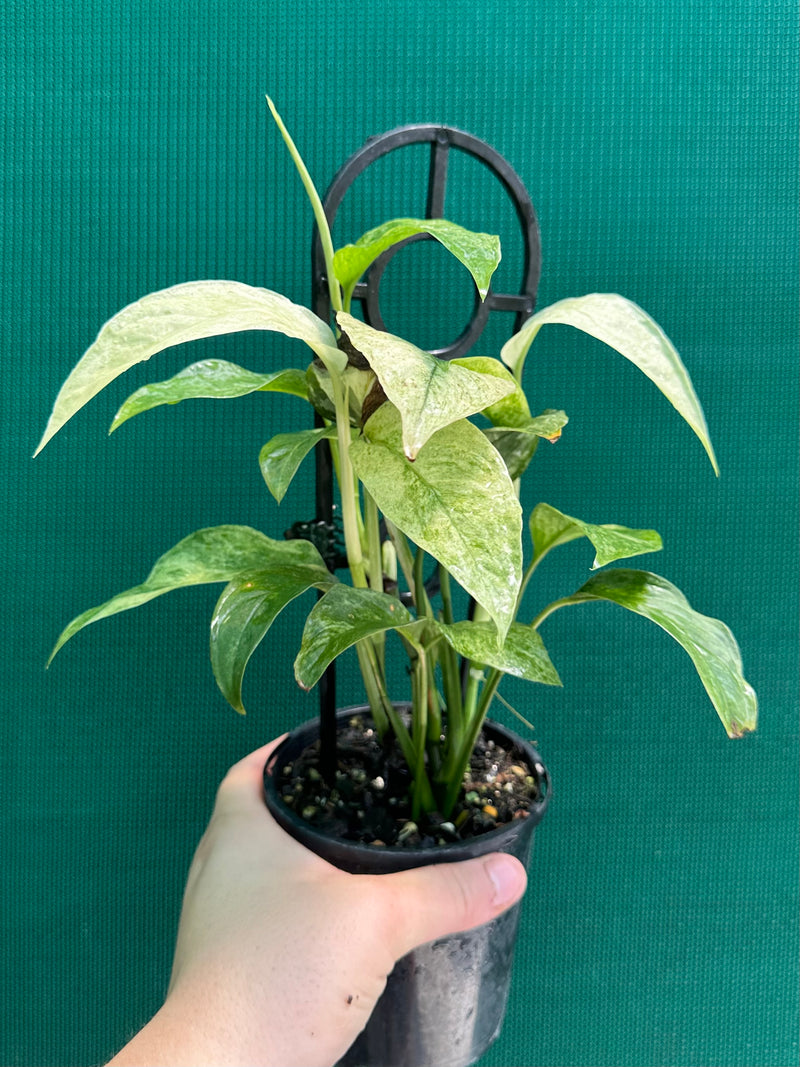 Monstera ‘Laniata Variegata Mint’