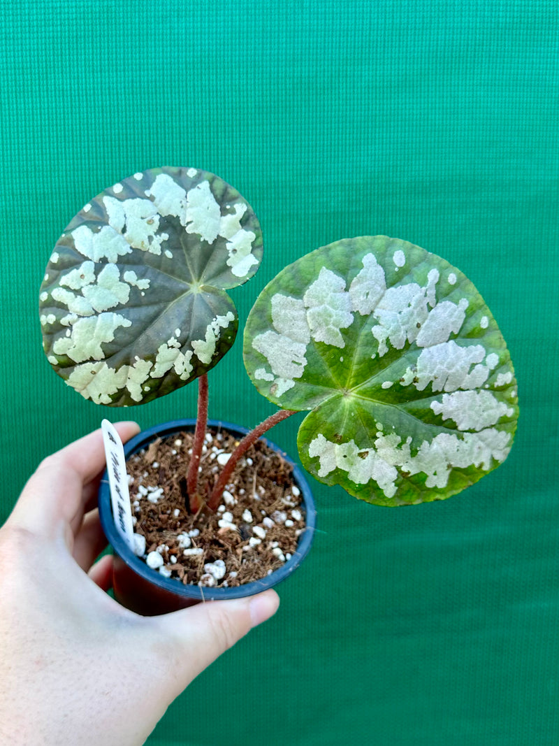 Begonia ‘Pride of Bowen'