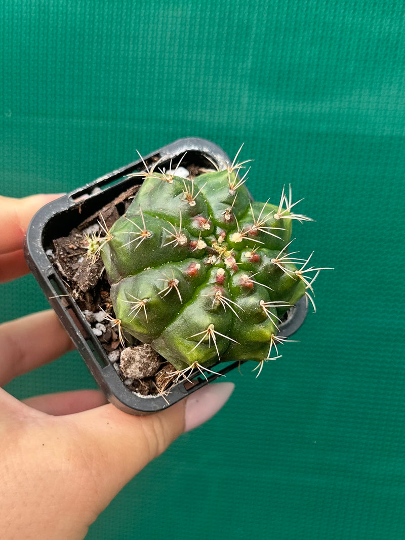 Glymnocalycium